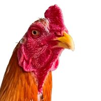 กลุ่มรักไก่เหลืองหางขาว ไก่พระนเรศวร ไก่ประจำชาติไทย