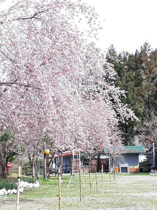 桃園化身 桃花園 櫻花 魯冰花 彩芋賞不停 旅遊經 Line Today