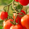 TOMATO教#⚡︎