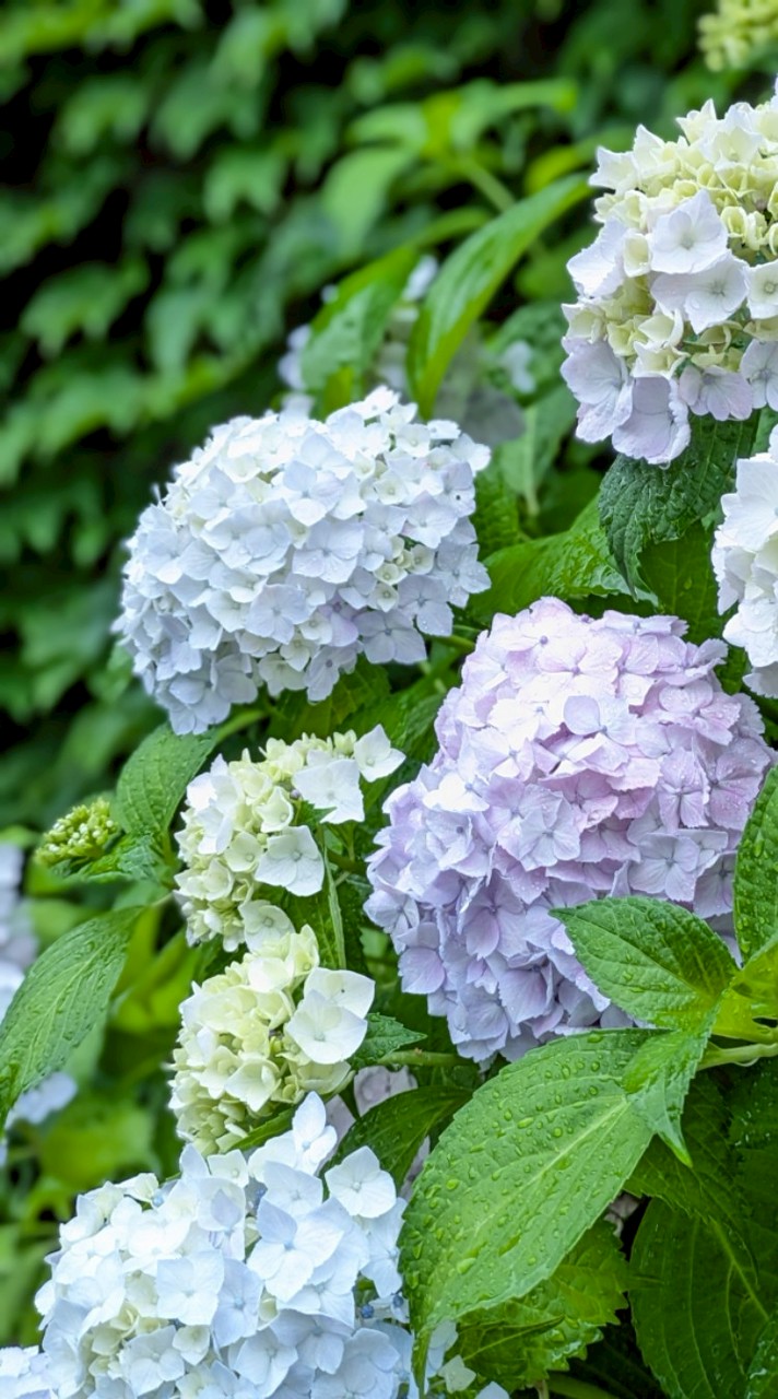 オリキャラ描く人集合〜！✦お絵描きチャットだぜ✦※少人数15人くらいまで