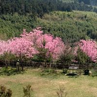 阿里山茶米花田露營區⛺️