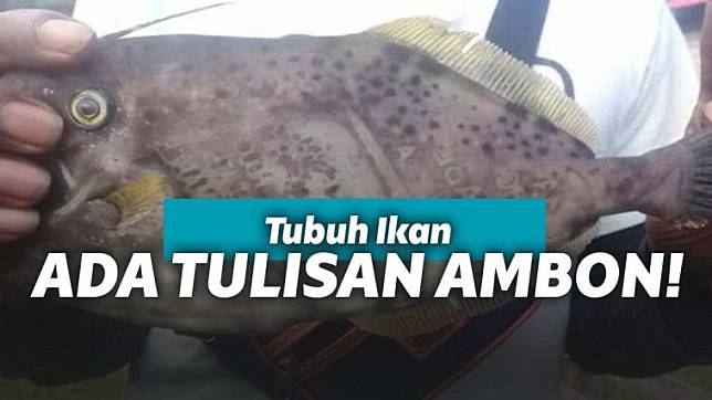 Geger Ikan Yang Bertuliskan Ambon Dan Maluku Di Tubuhnya