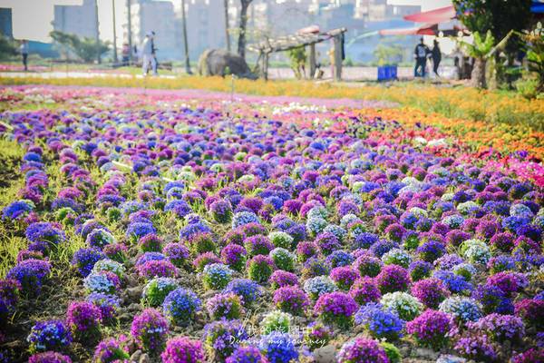 桃園大園 18桃園彩色海芋季5種顏色人氣海芋繽紛盛開 內含交通資訊 兩岸共同家園