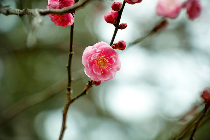 平安貴族も愛した春を告げる花 紅梅色 京都のいろ 如月 第3回 家庭画報 Com