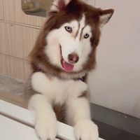 哈士奇齊聚一堂