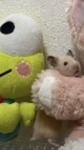 オハヨーカイヒーロー