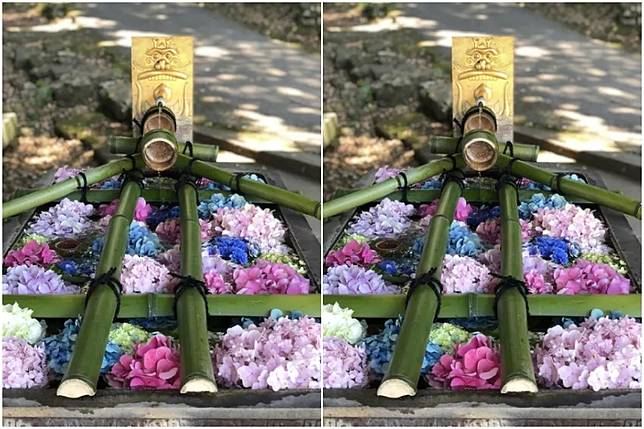 日本全國神社寺廟超好拍夢幻花手水大集合 繽紛花朵飄浮水面上讓人目炫神迷 感受四季自然之美 Walker Line Today