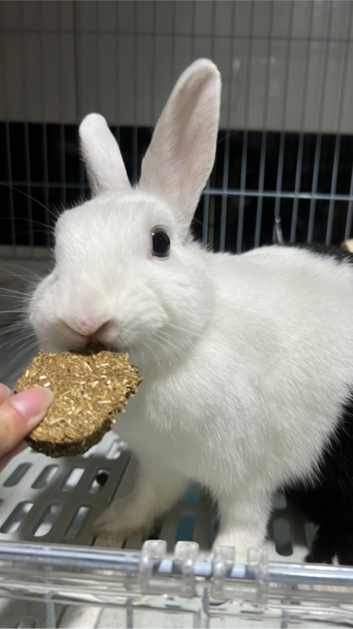 蕊彼兔 兔兔小賣場🐰