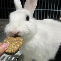 蕊彼兔 兔兔小賣場🐰