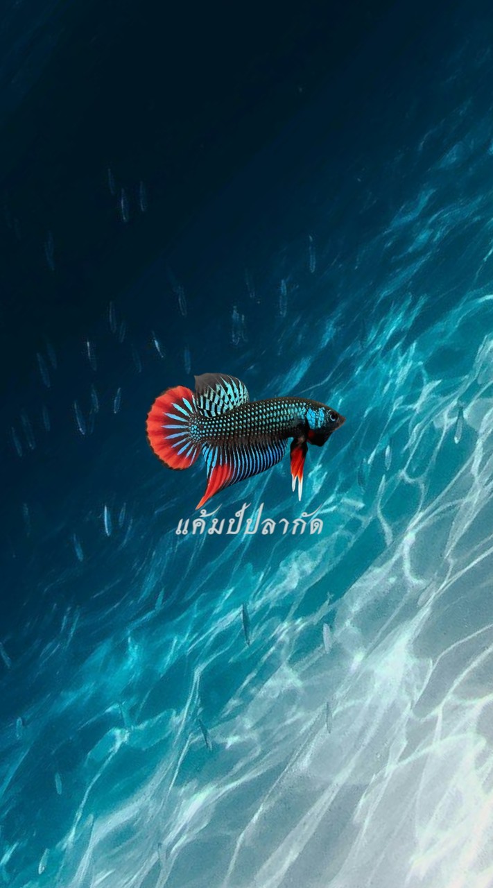 Betta Camp Plakat แค้มป์ปลากัด