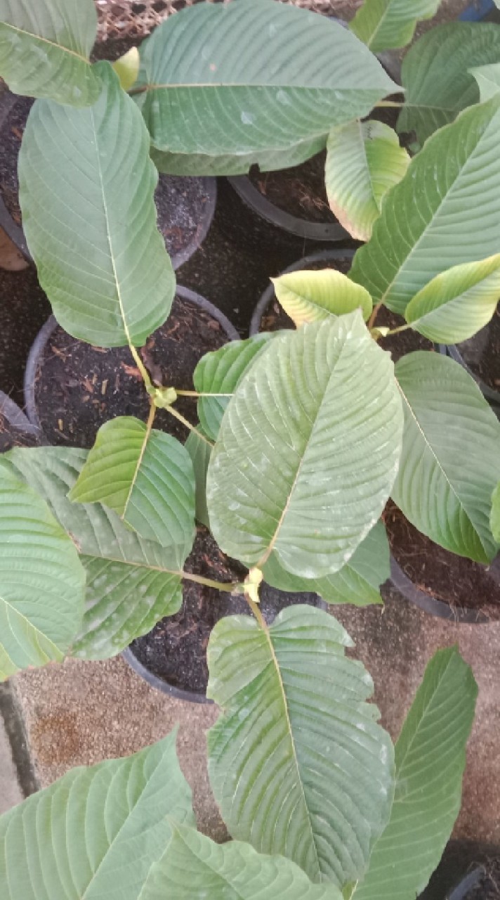 🍃🍃KRATOM_HOUSE🍃🍃