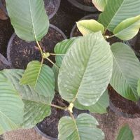 🍃🍃KRATOM_HOUSE🍃🍃