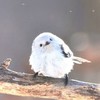 トリトリさんのチャンネル登録してるかい？