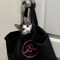 貓貓狗狗好療癒💗寵物商品團購