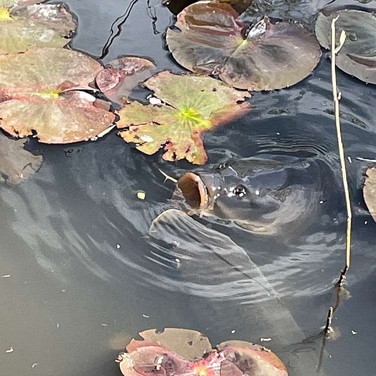 写真 滋賀県立近江富士花緑公園 シガケンリツオウミフジカリョクコウエン 三上 野洲駅 公園 By Line Place