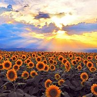 宮古市まつげエクステ sunflower