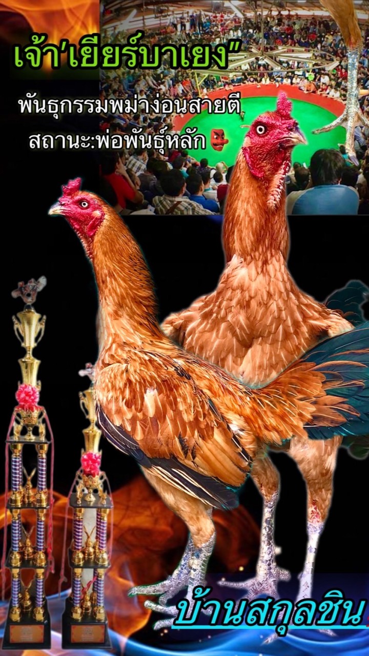 ไก่ชน บ้านสกุลชิน.