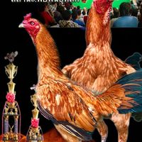 ไก่ชน บ้านสกุลชิน.