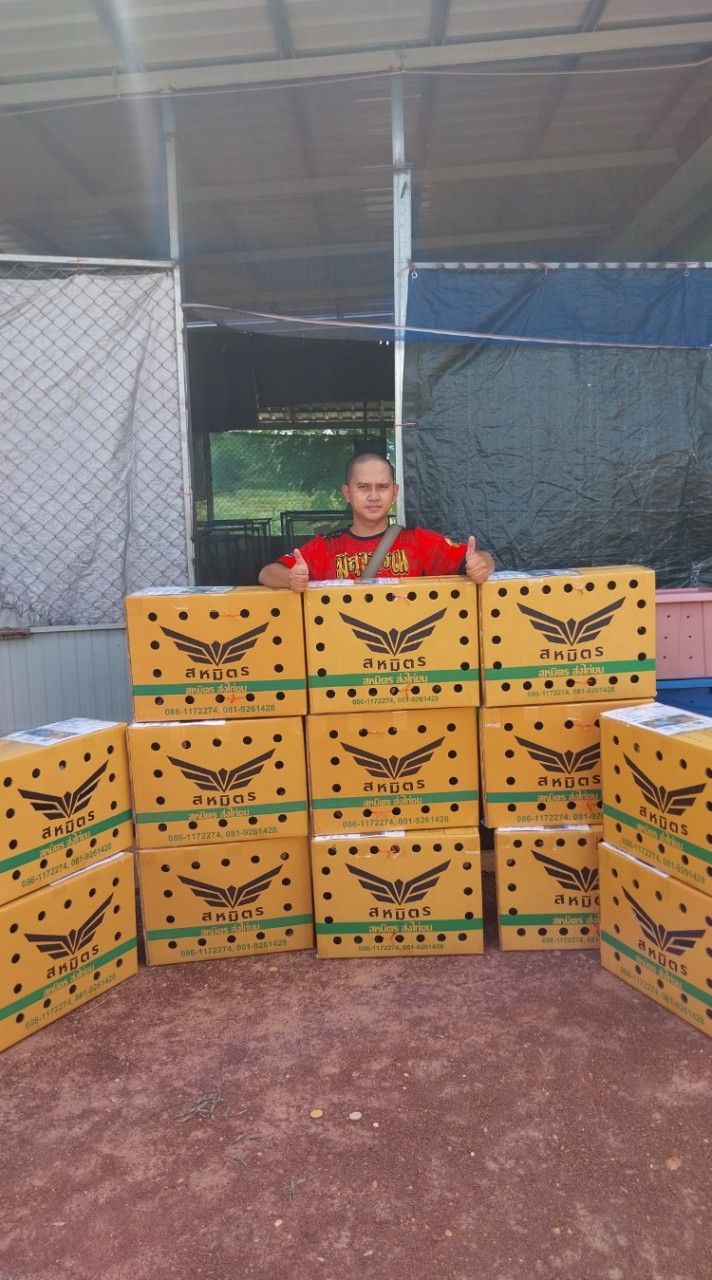 ซุ้ม4พลังหนุ่ม กลุ่ม2 ไก่ชนสายเลือดเงินล้าน