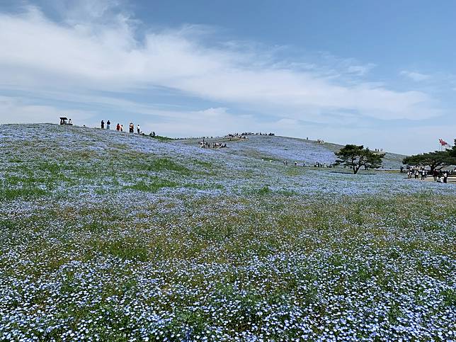 茨城縣 闔家旅遊最佳去處 一年四季都可以賞花的 國營常陸海濱公園 一次整理知名粉蝶花 掃帚草等夢幻絕景 旅色