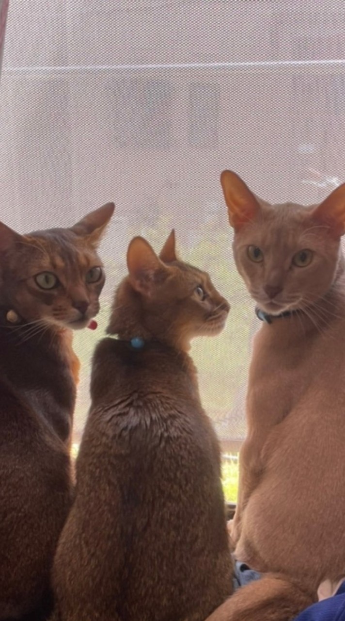 ネコ⭐猫🐈️アビシニアンの会🐈️～アビ仲間集まれー‼️