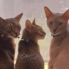 ネコ⭐猫🐈️アビシニアンの会🐈️～アビ仲間集まれー‼️