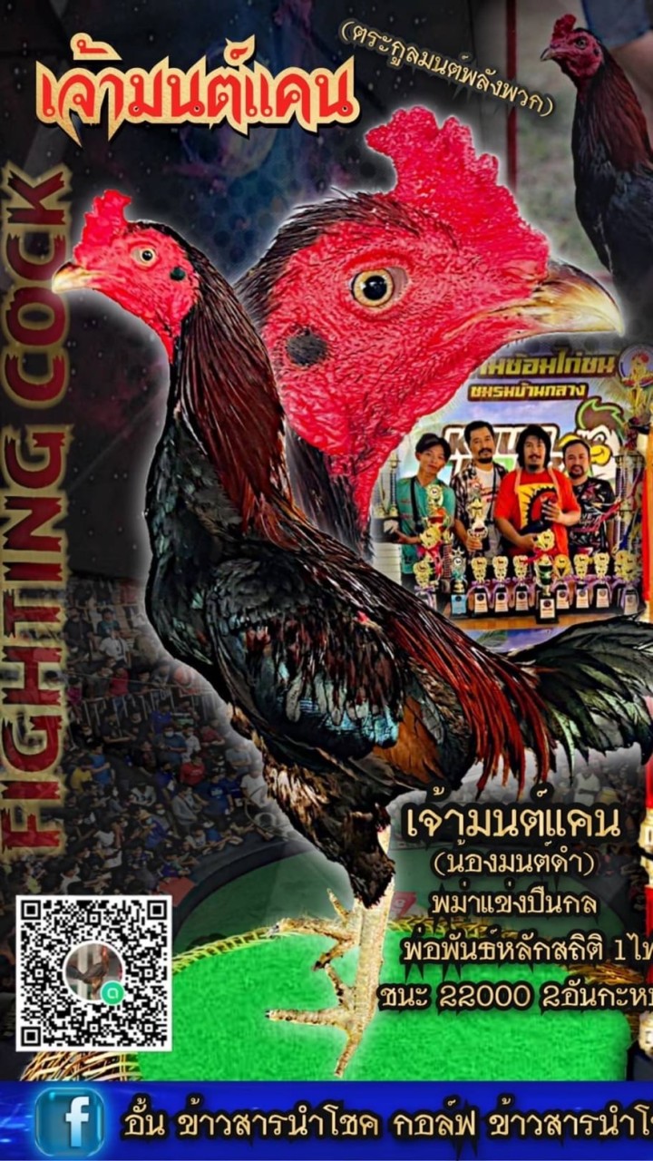 ซุ้มไก่ชนข้าวสารนำโชค🏆🐓🏆