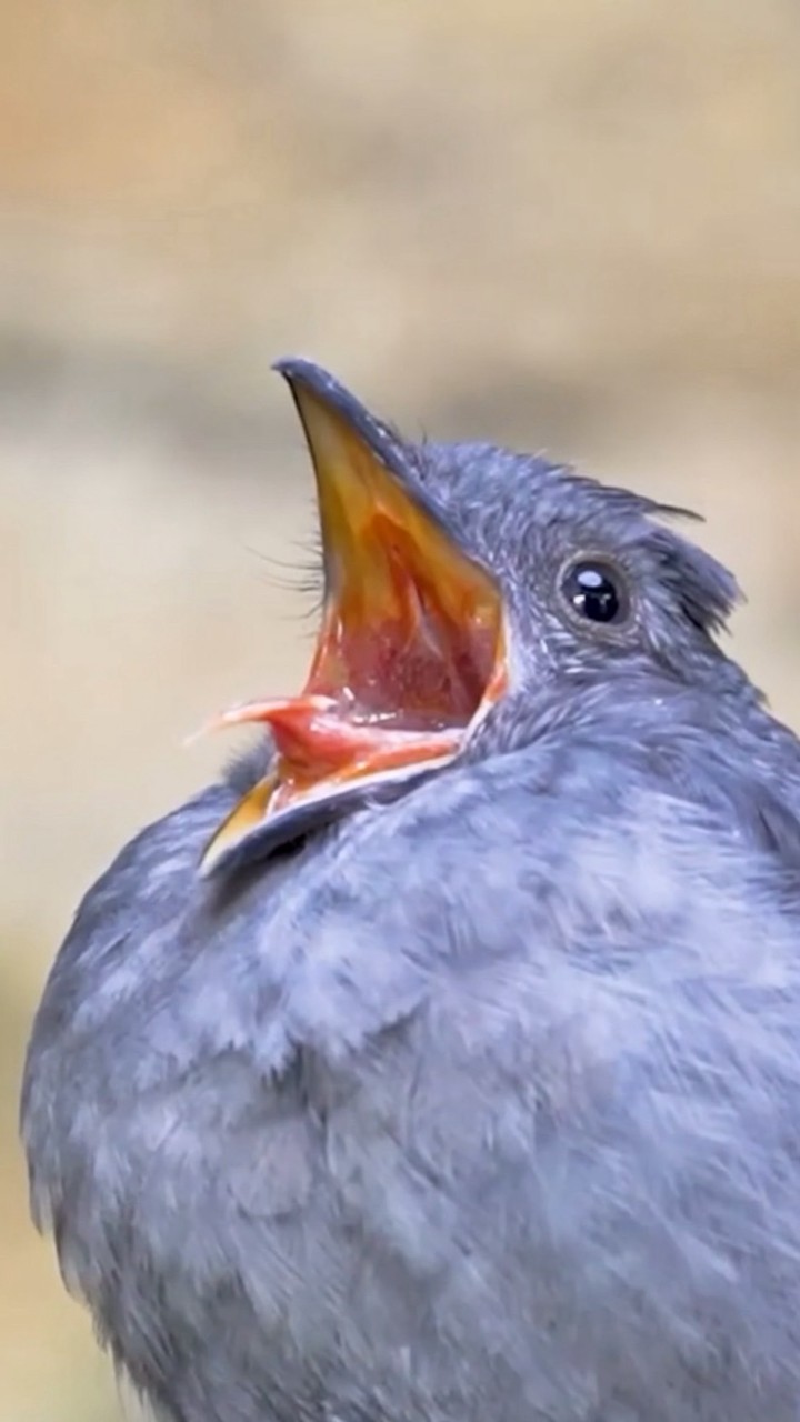 ピパのレスバハウス　自由
