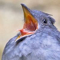 ピパのレスバハウス　自由