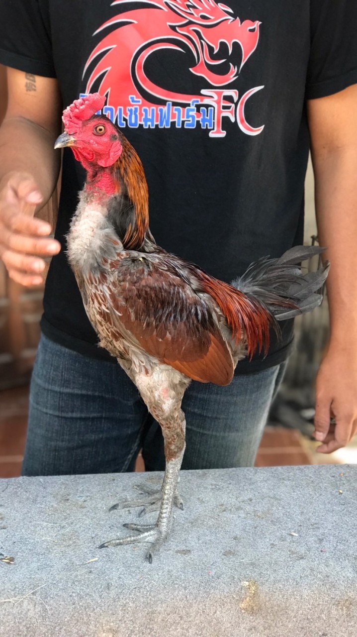 หนุ่มบ้านนอก🐓พม่าตอคมเบอร์แข้ง🐲