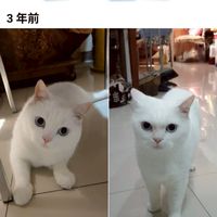 消費團