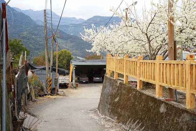 兩津草莓園