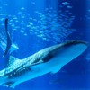 水族館好きの集い