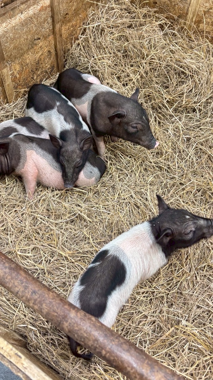 สายรหัส/6