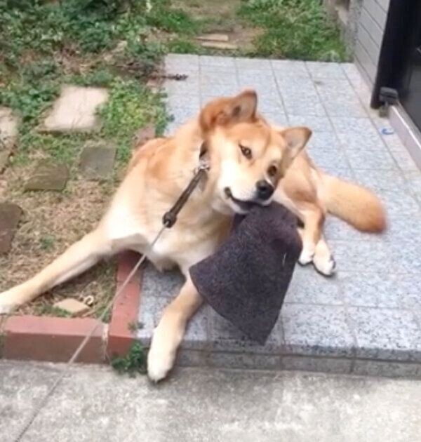散歩が大好きな元保護犬が散歩拒否する理由が微笑ましい