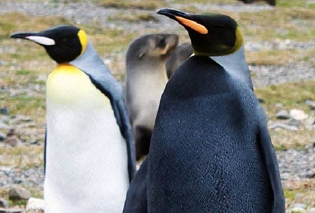 Penguin yang seluruh tubuhnya berwarna hitam