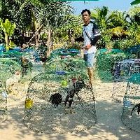 ซื้อ ขายไก่ชนพม่า สายตี