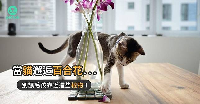 百合花超毒 絕對不可以讓貓狗誤食的植物列表 Pettalk愛寵健康談 Pettalk說寵物 Line Today