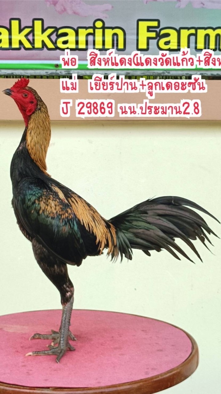 จิราฟาร์ม