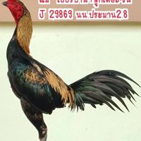 จิราฟาร์ม