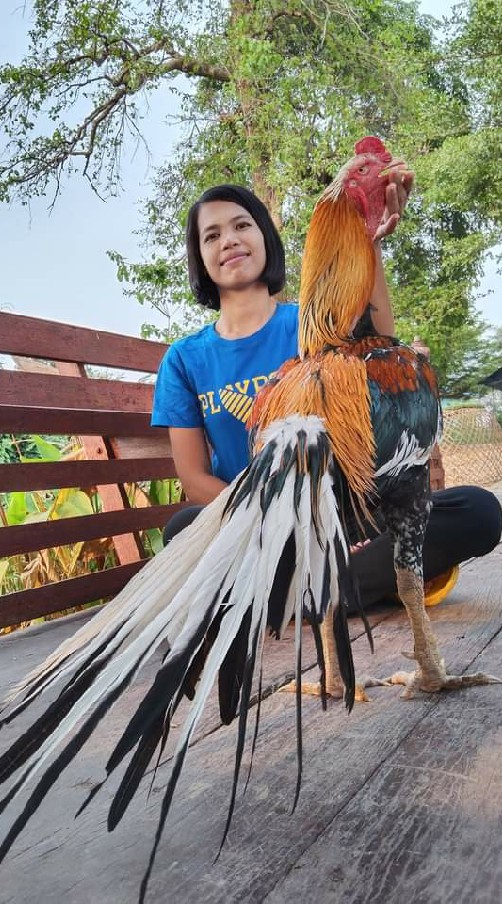 ไก่ชนเหลืองหางขาว v 1