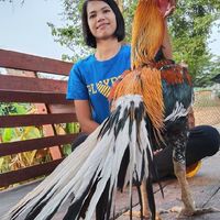 ไก่ชนเหลืองหางขาว v 1