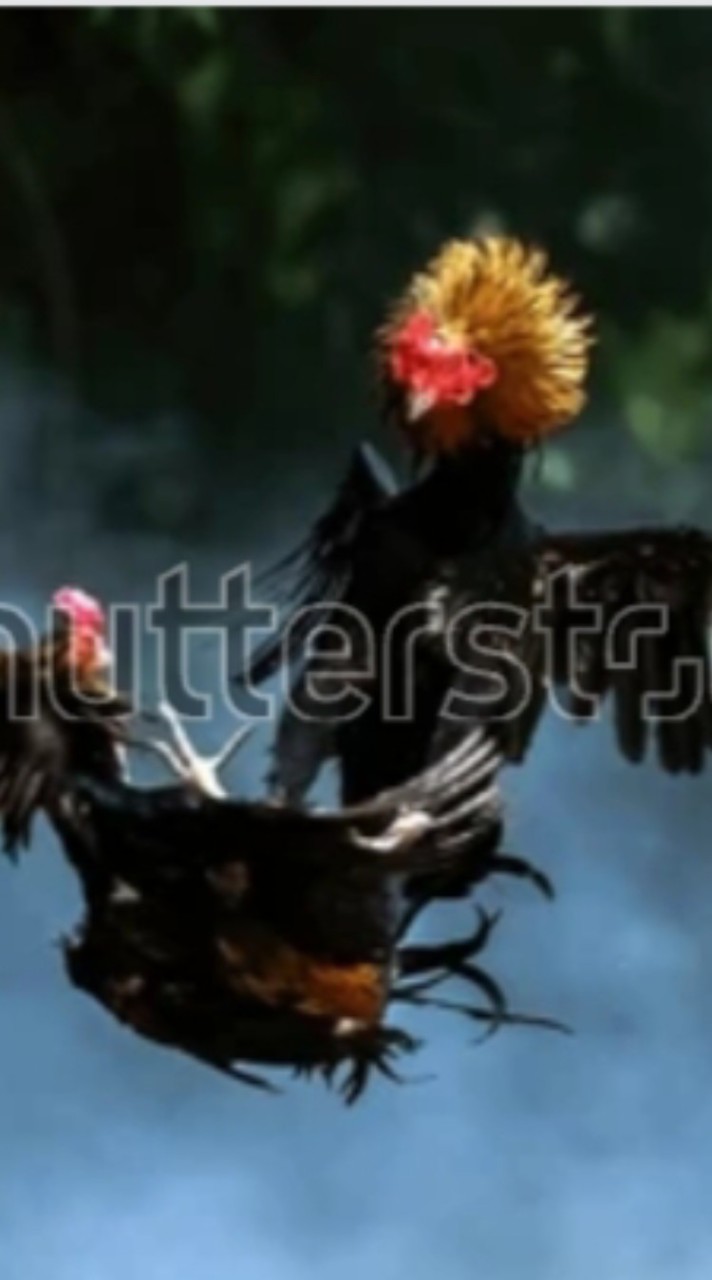 เพื่อนแท้ไก่ชน