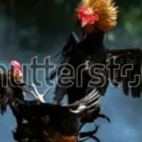 เพื่อนแท้ไก่ชน