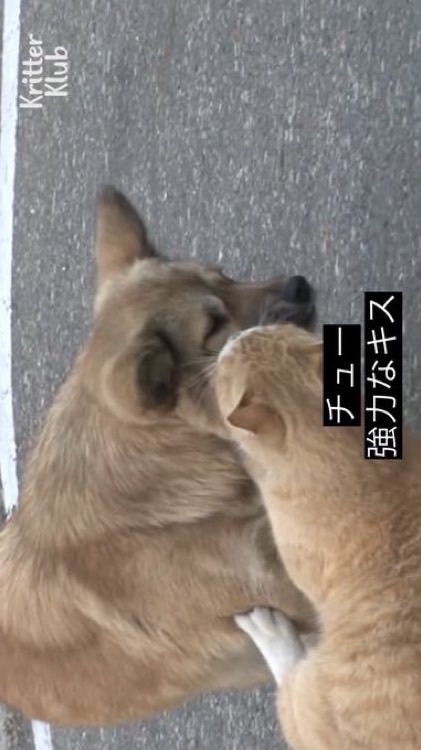 HQ緩也🏐ハントかよ‼️