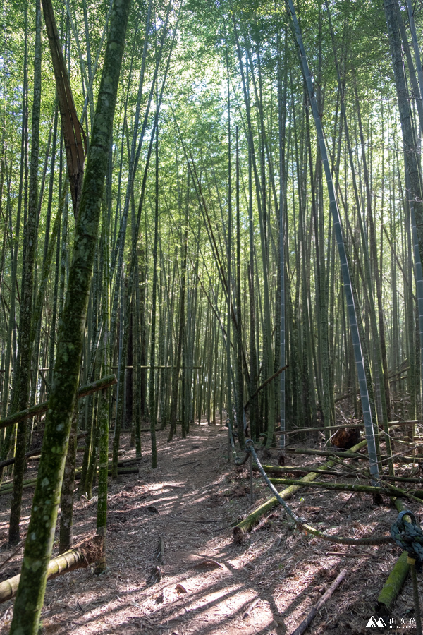 山女孩MelissaxMao冒險生活_水社大山_日月潭登山_路線分享-22.JPG