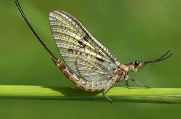 Mayflies, hewan kecil yang cuma bisa hidup satu hari saja!