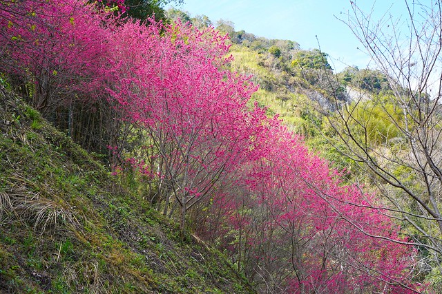 望高茶園櫻花森林