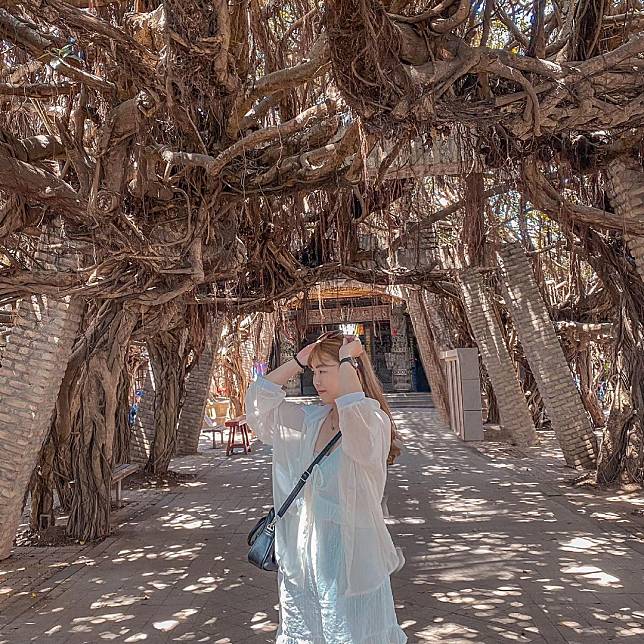 ▲澎湖通梁古榕。(圖/IG ＠hueihuei_1010)