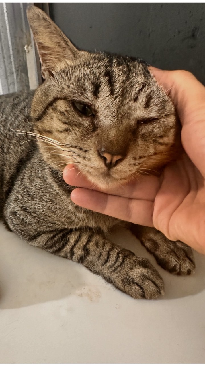 ตามหาแมวหาย 😹